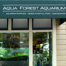 Aqua Forest Aquarium